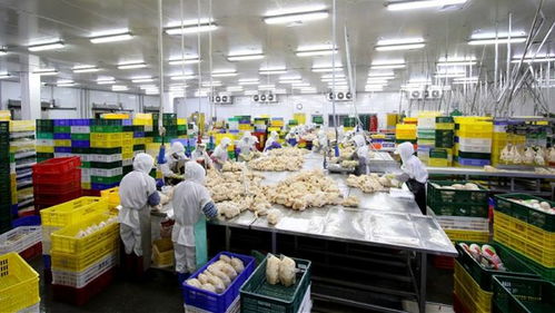 广州海关开辟供港生鲜物资 新通道 ,首发24吨冰鲜鸡